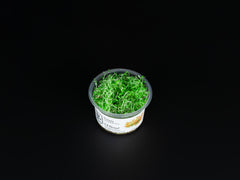 Rotala rotundifolia "Gia Lai" / "H'Ra"