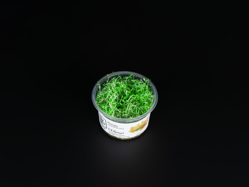 Rotala rotundifolia "Gia Lai" / "H'Ra"