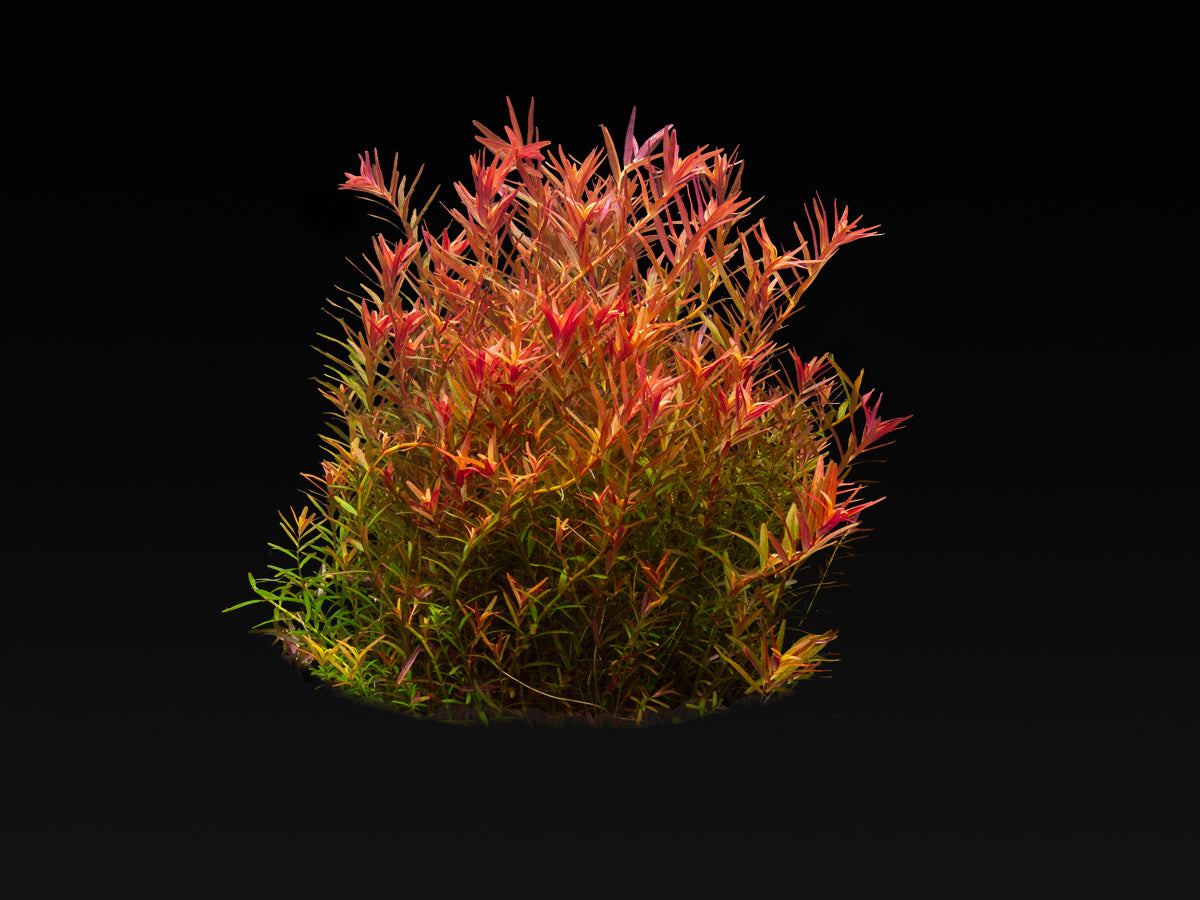 Rotala rotundifolia "Gia Lai" / "H'Ra"