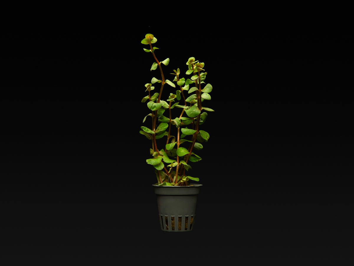 Rotala rotundifolia 'Orange juice'