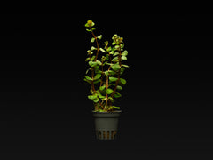 Rotala rotundifolia 'Orange juice'