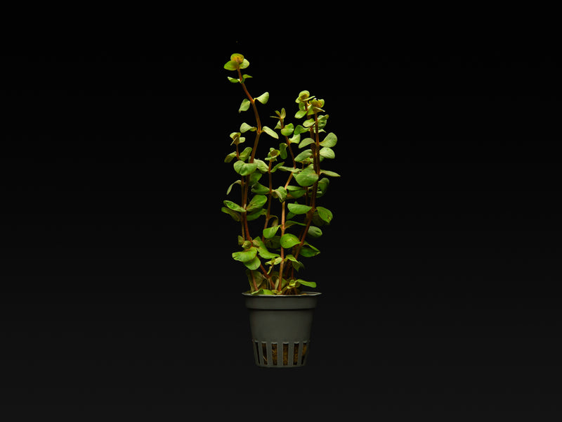 Rotala rotundifolia 'Orange juice'