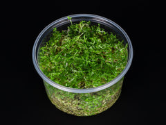 Rotala rotundifolia "Gia Lai" / "H'Ra"