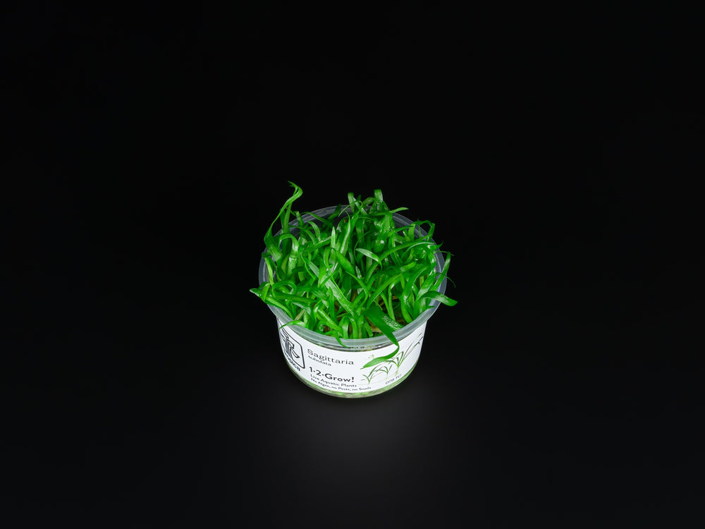 Sagittaria subulata