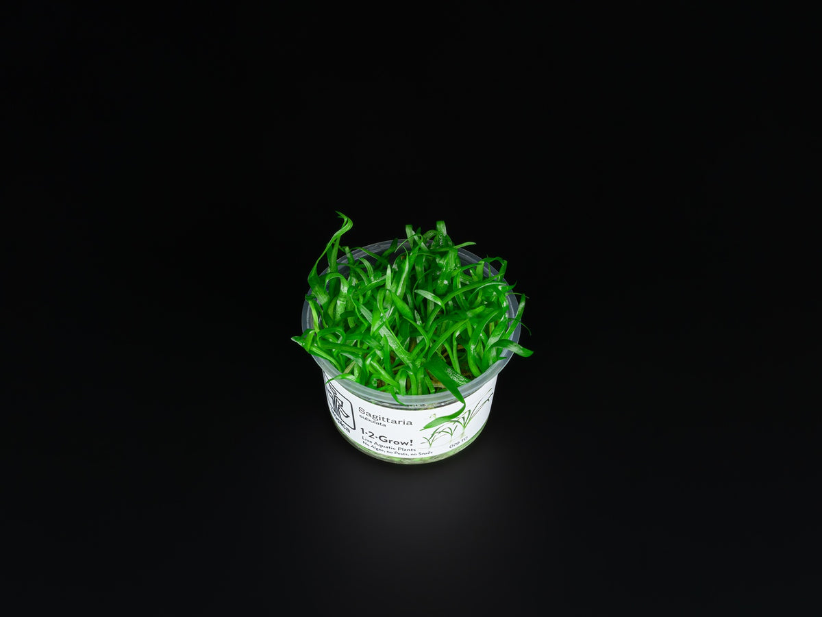 Sagittaria subulata