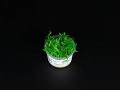 Sagittaria subulata