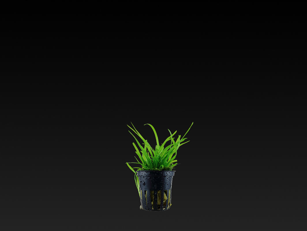 Sagittaria subulata
