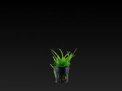 Sagittaria subulata
