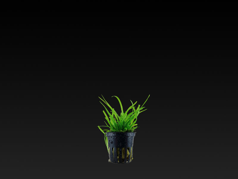 Sagittaria subulata