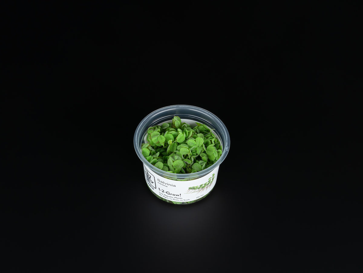 Salvinia auriculata / Salvinia minima