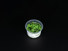 Salvinia auriculata / Salvinia minima