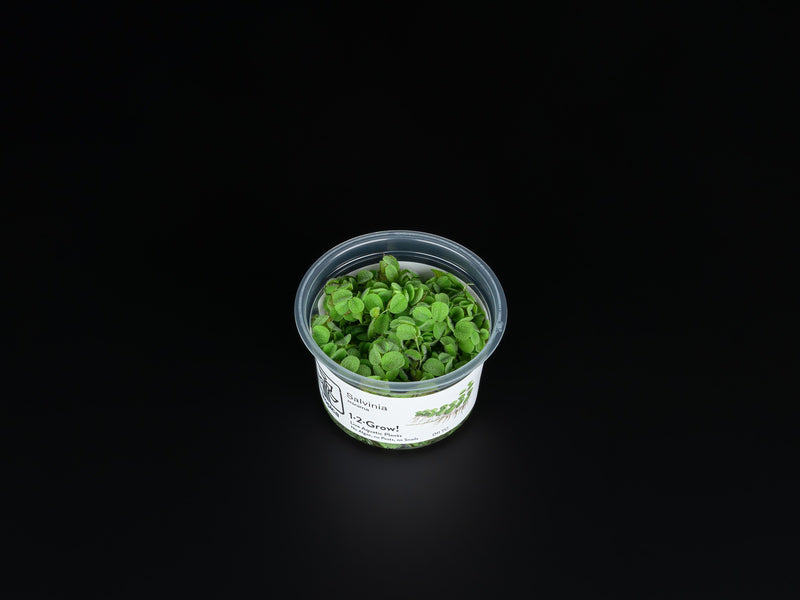 Salvinia auriculata / Salvinia minima