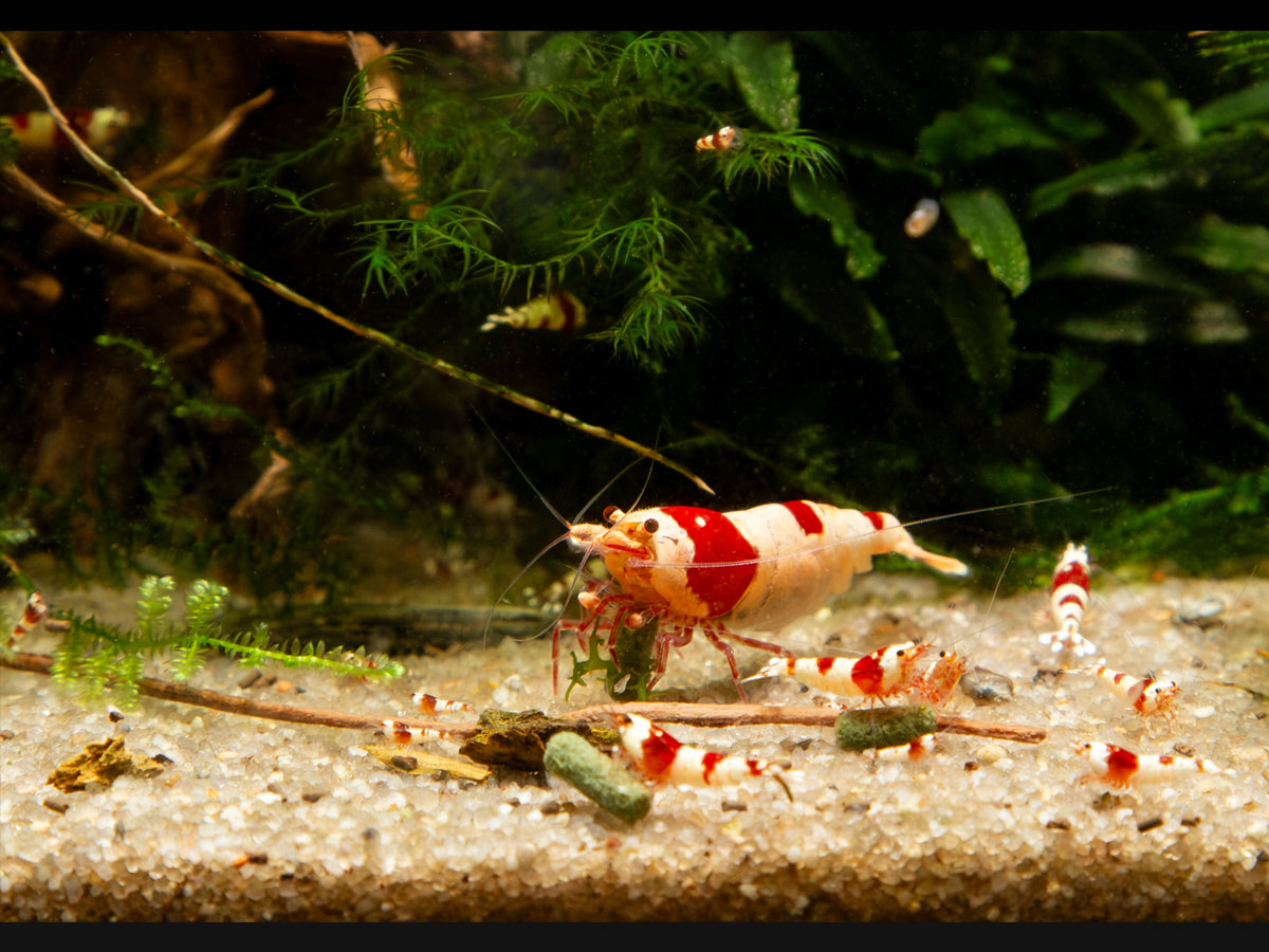 Me Shrimp Royal Complete-4