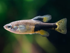 Skiffia multipunctata