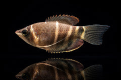Schokoladengurami