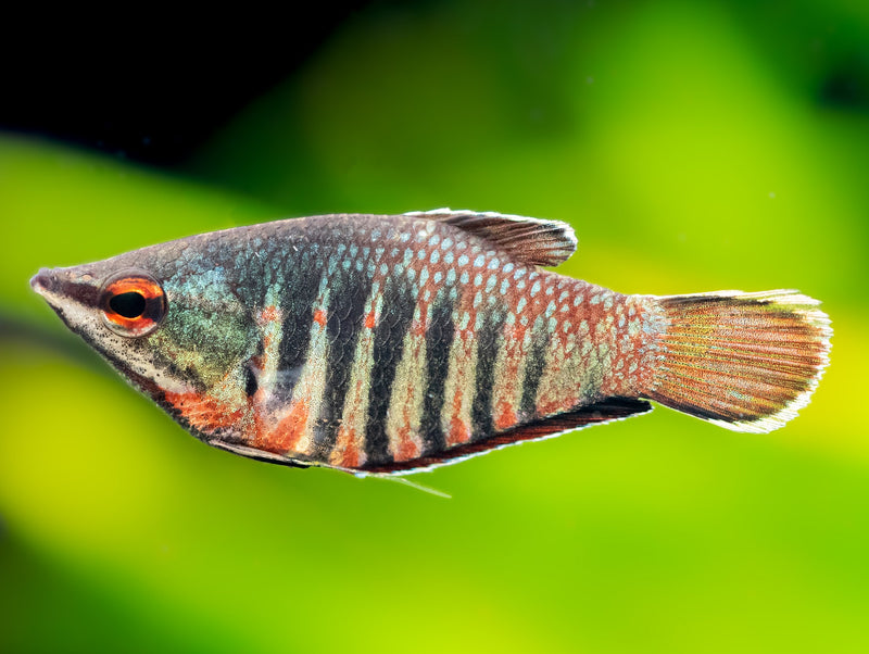 Roter Schokoladengurami