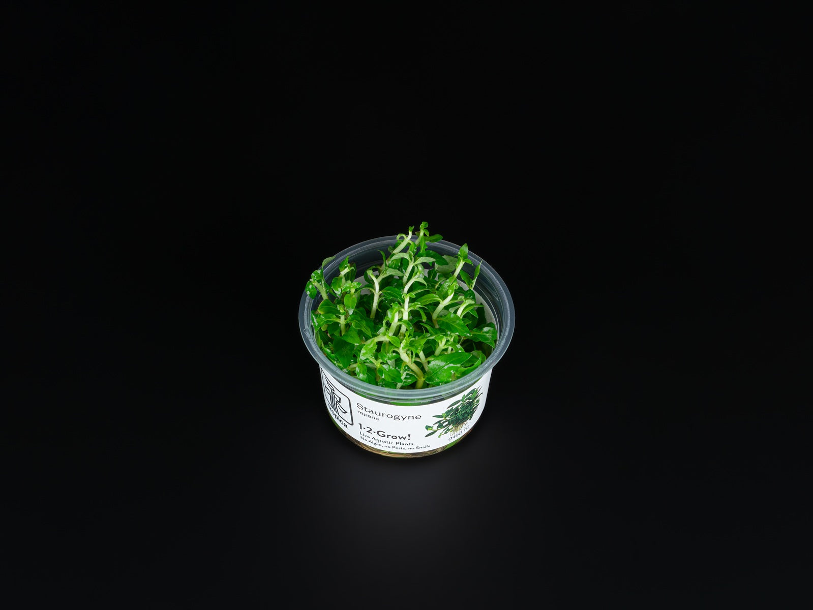 Staurogyne repens