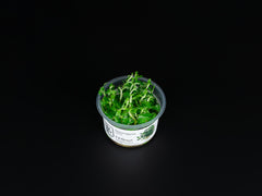 Staurogyne repens