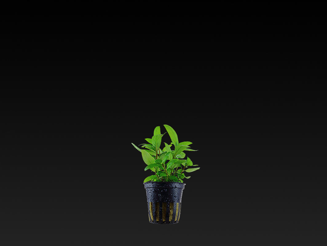Staurogyne repens