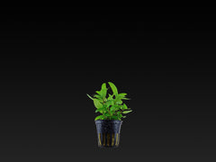 Staurogyne repens