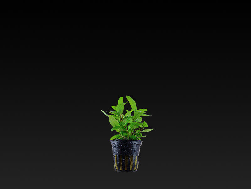 Staurogyne repens