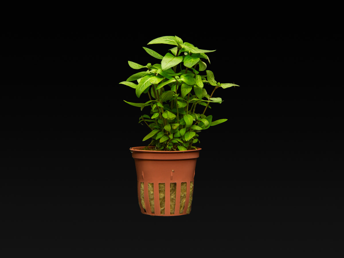 Staurogyne repens