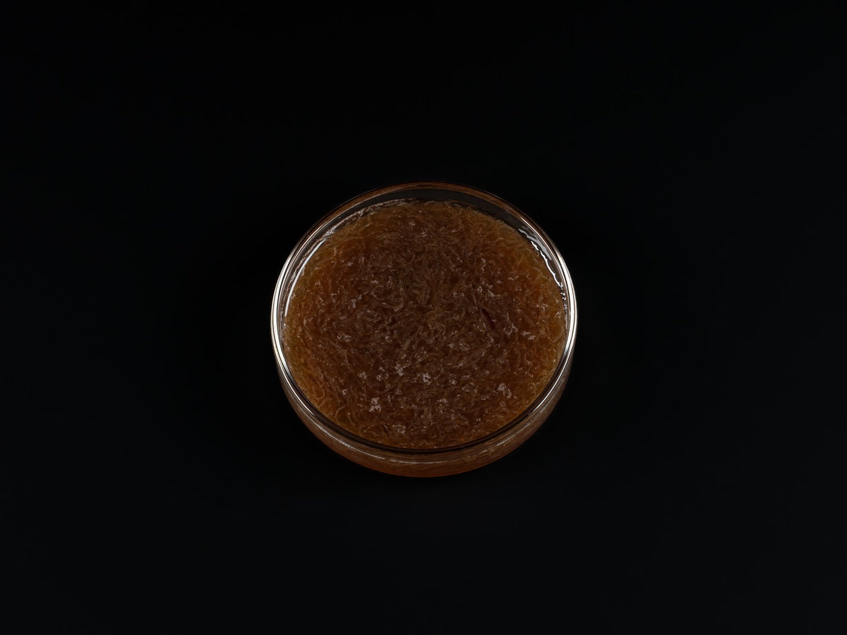 Pure Nature – Weiße Mückenlarven