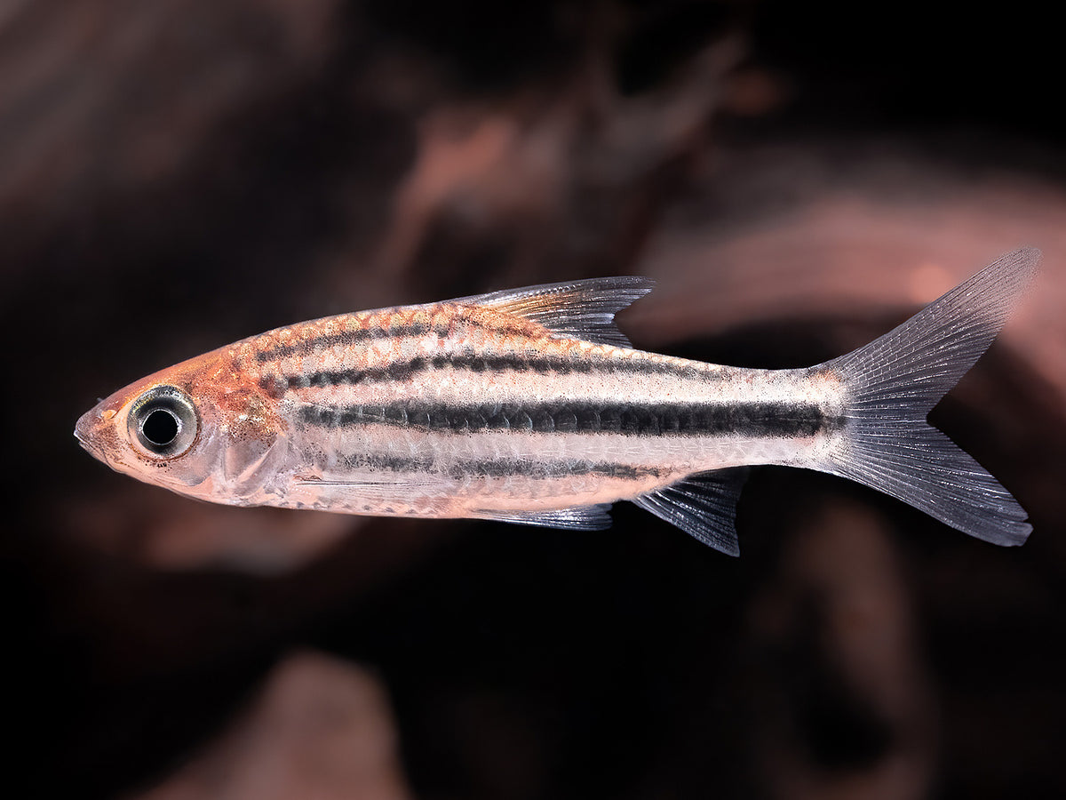 Striuntius lineatus