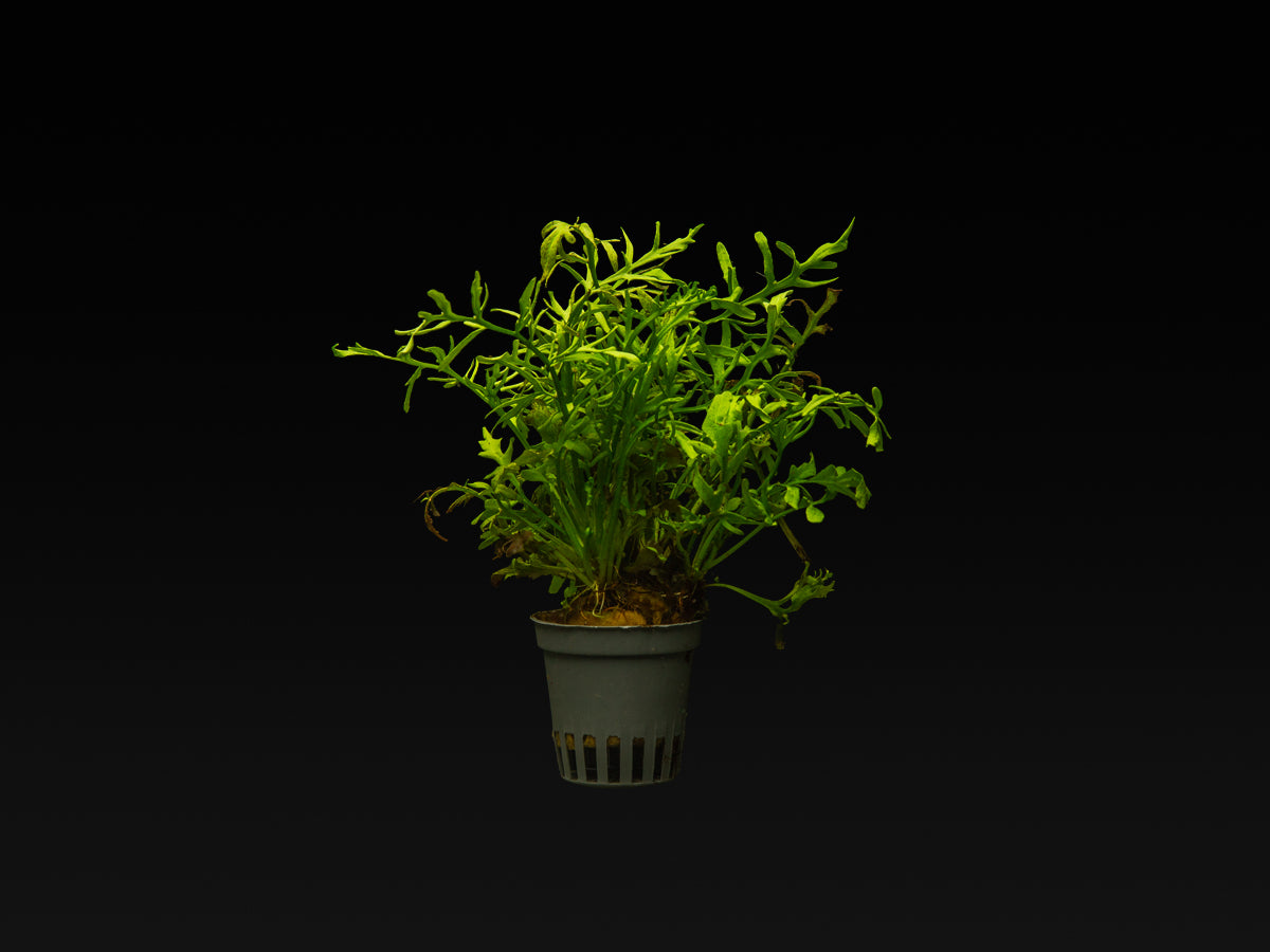 Ceratopteris thalictroides