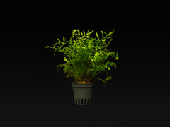 Ceratopteris thalictroides