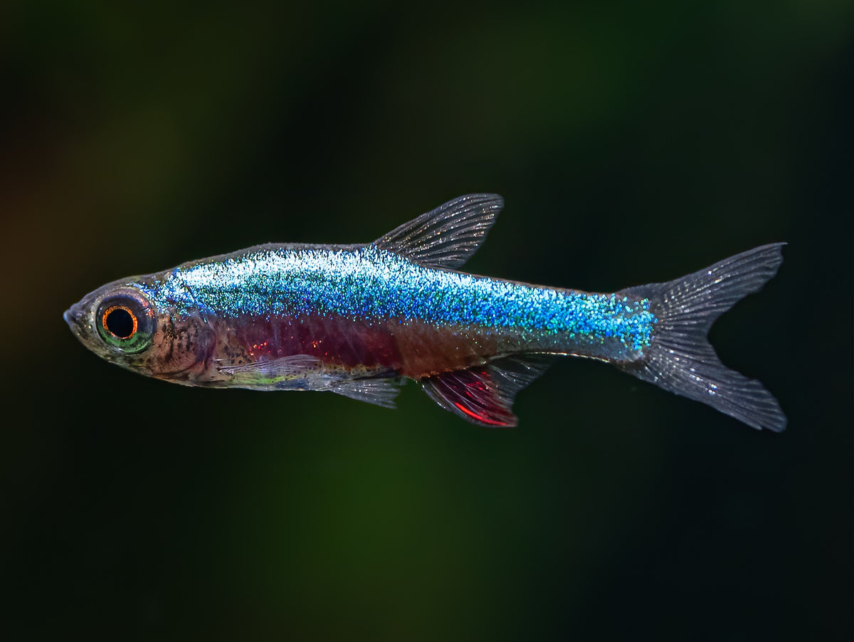 Axelrods Bärbling 'Neon blue'