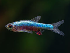Axelrods Bärbling 'Neon blue'