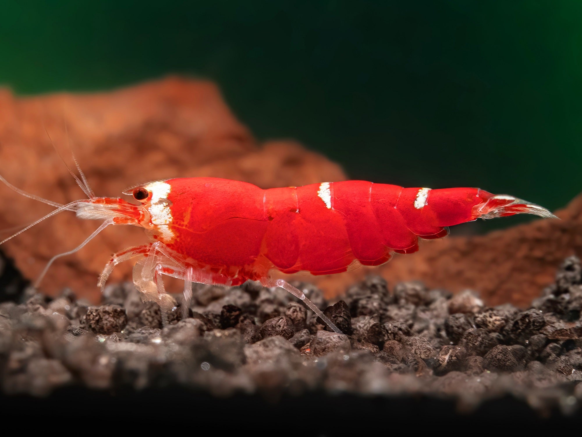 Super Crystal Red Garnele 'SCR'