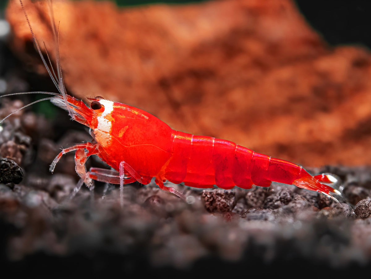 Super Crystal Red Garnele 'SCR'