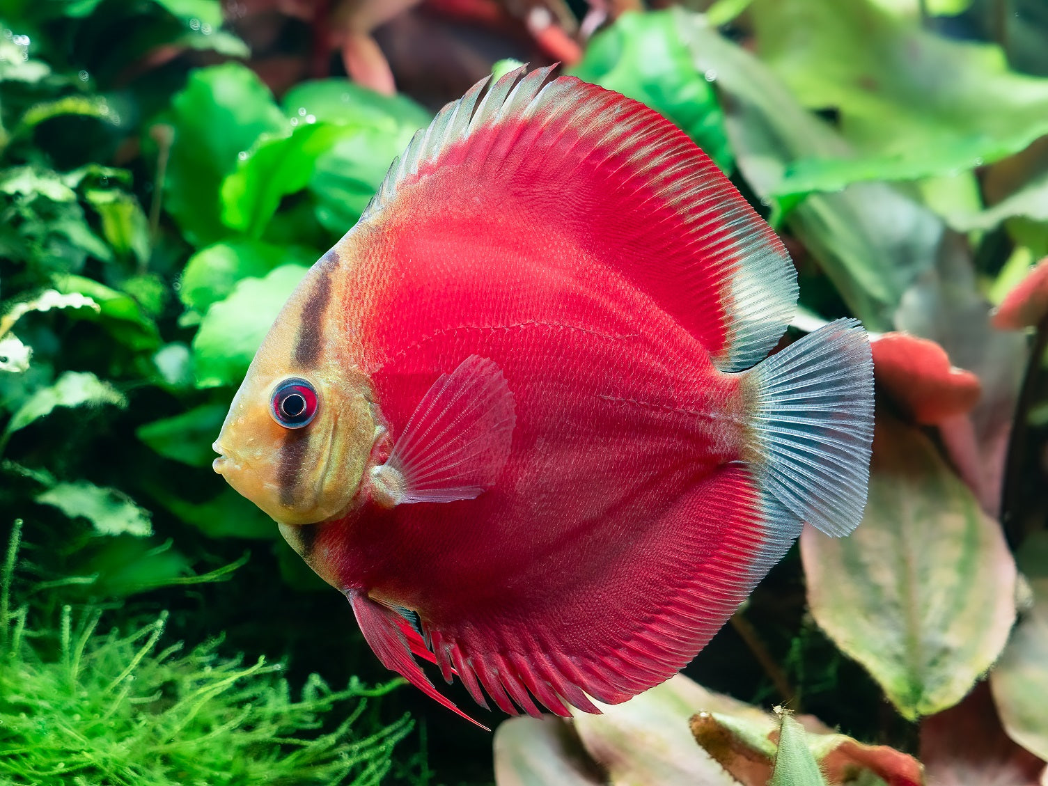 Red Cover Diskus