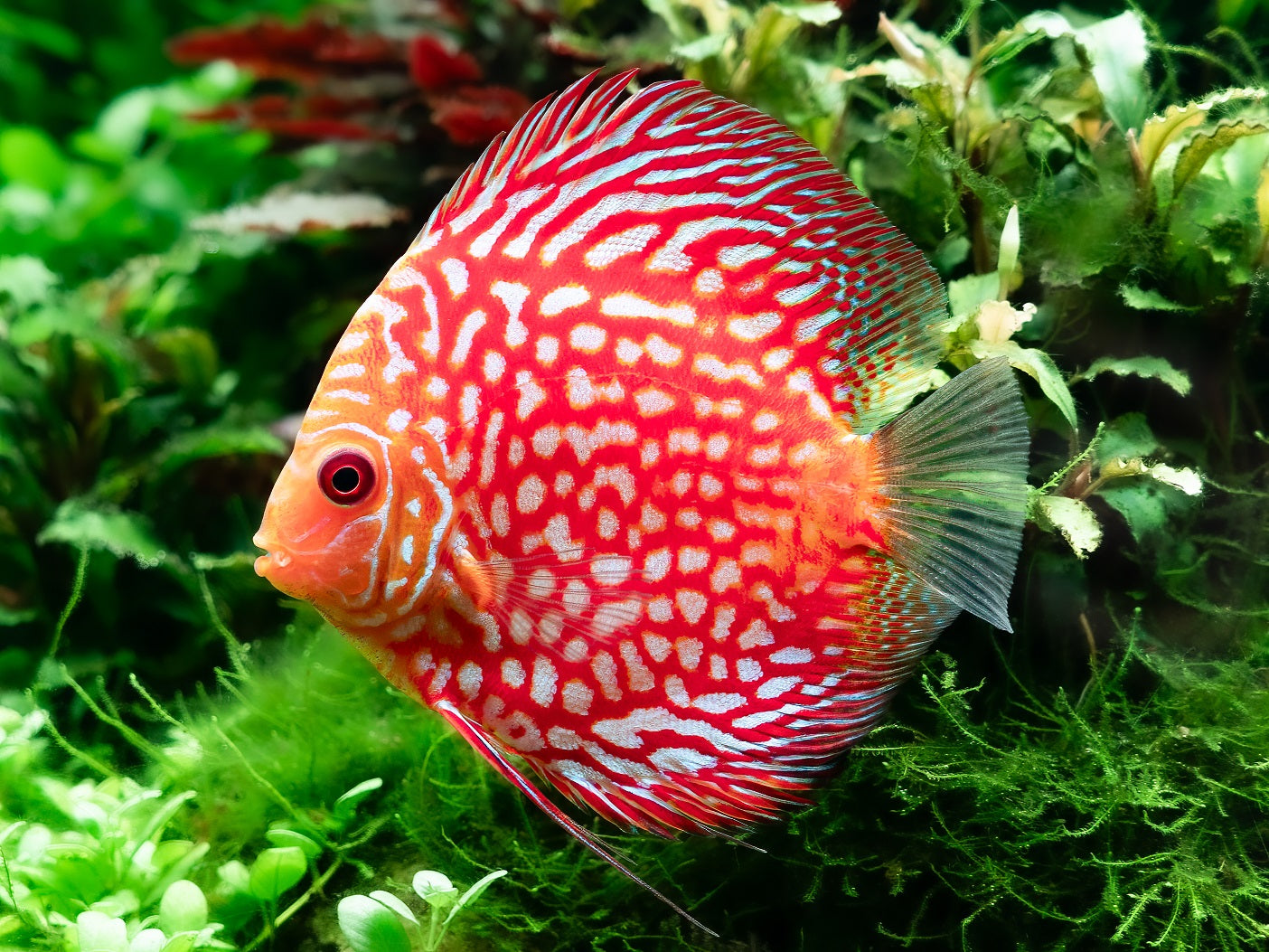 Red Pearl Diskus