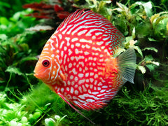 Red Pearl Diskus