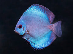 Blue Diamond Diskus