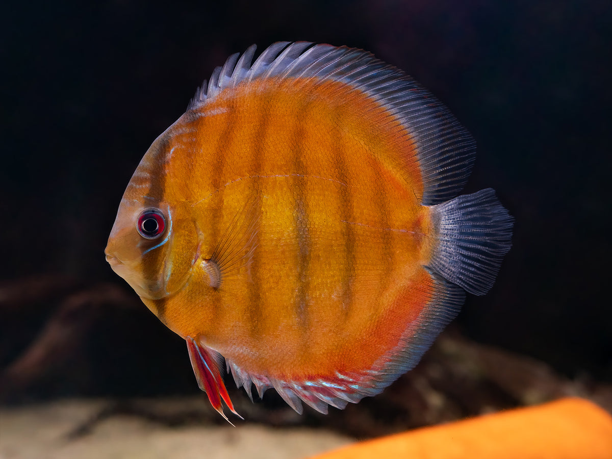 Diskus 'Red Lago Paraconi'