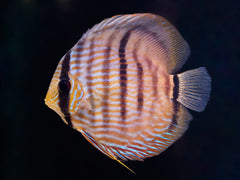 Heckel Diskus 'Rio Nhamundá'