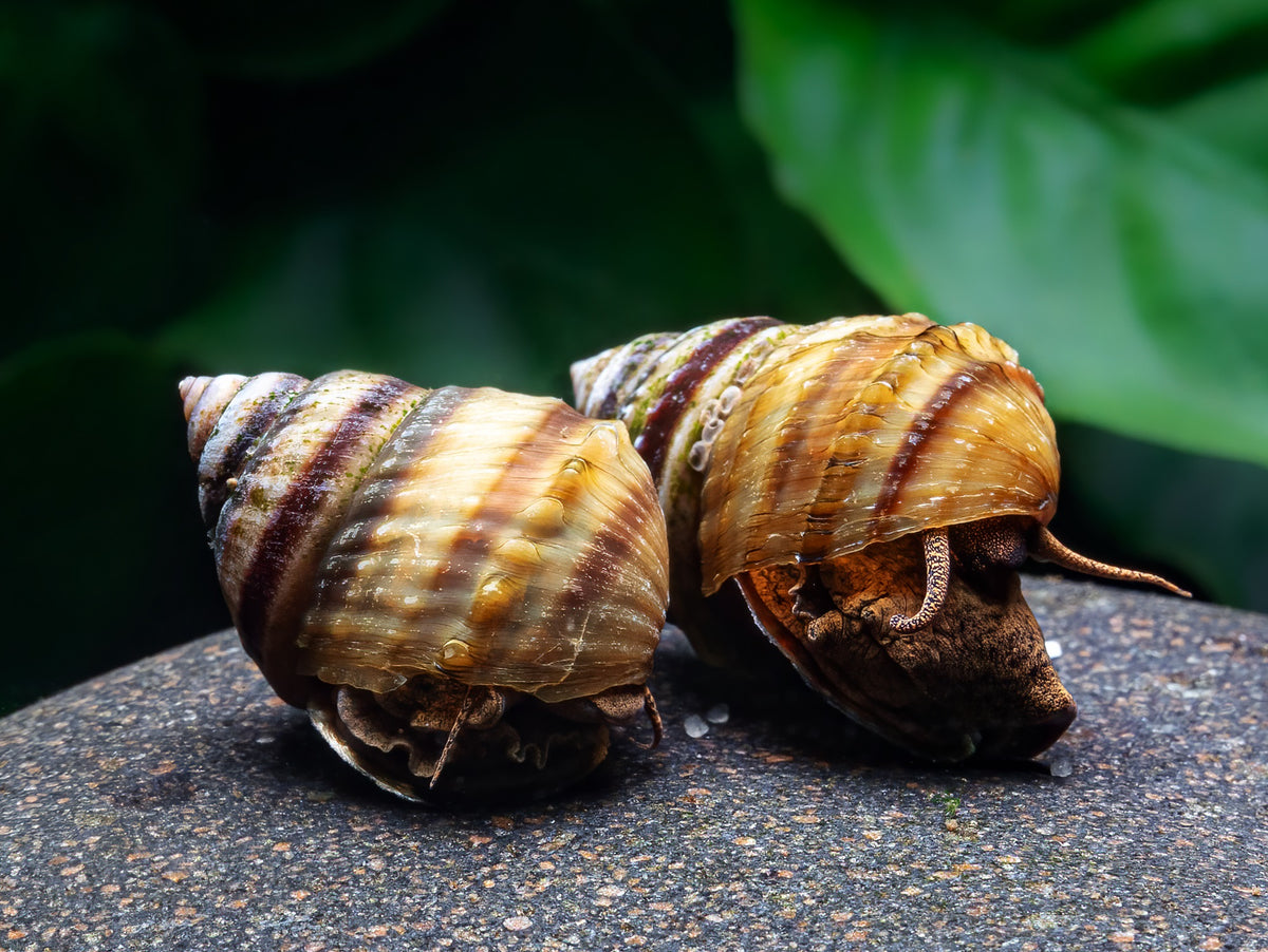 Pianoschnecke | Pinselalgen-Schnecke
