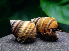 Pianoschnecke | Pinselalgen-Schnecke