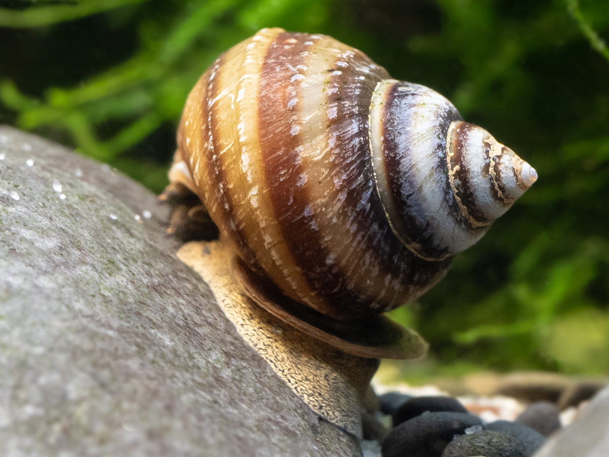 Pianoschnecke | Pinselalgen-Schnecke