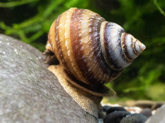 Pianoschnecke | Pinselalgen-Schnecke