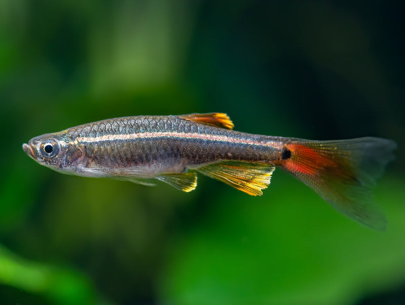 Kardinalfisch