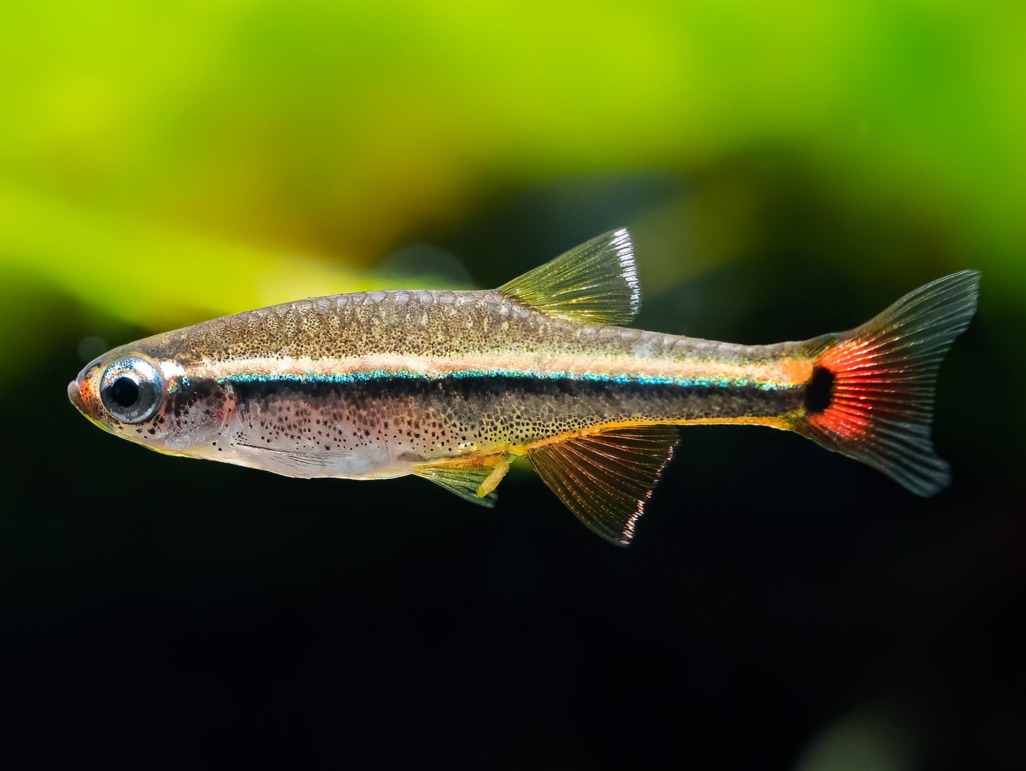 Vietnam Kardinalfisch