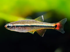 Vietnam Kardinalfisch