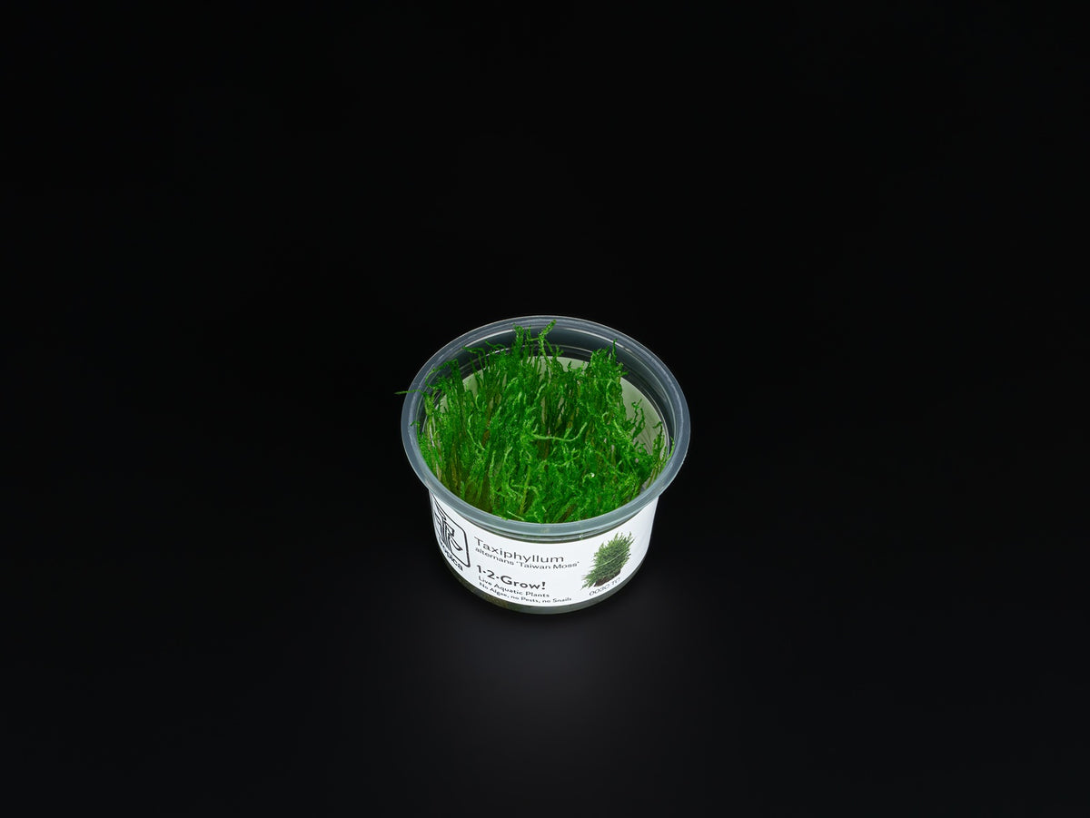 Taxiphyllum alternans 'Taiwan'