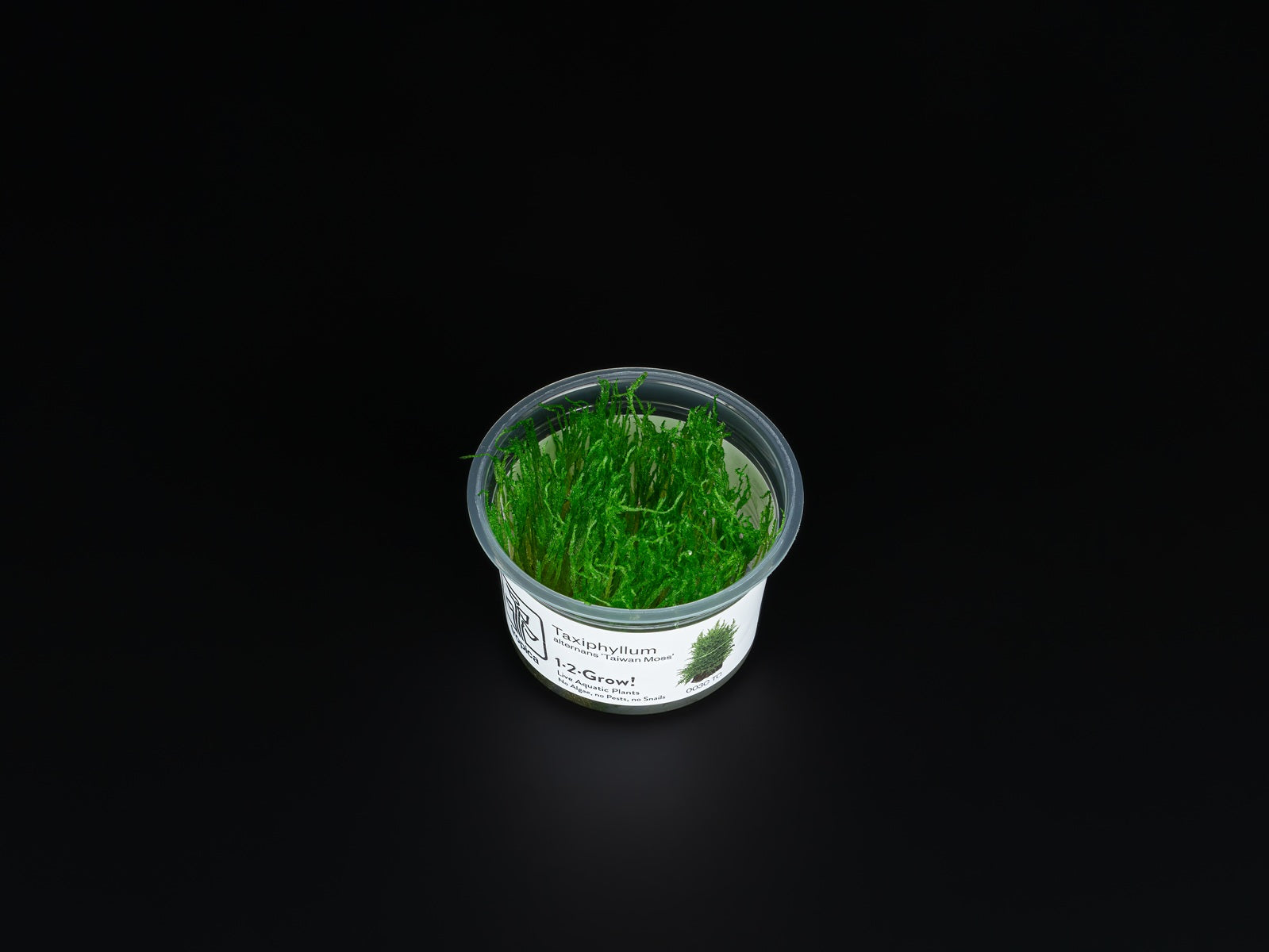 Taxiphyllum alternans 'Taiwan'