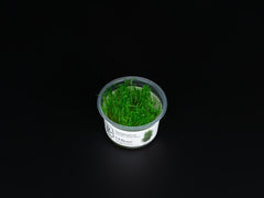 Taxiphyllum alternans 'Taiwan'